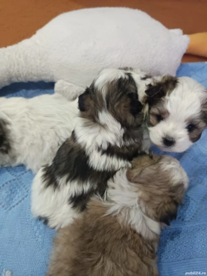 Cățeluși bichoni - imagine 2