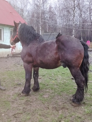 Armăsar de Vânzare  - imagine 3