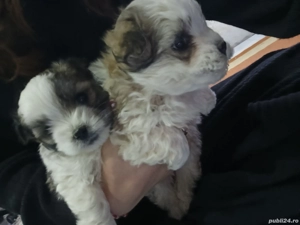 Cățeluși bichoni - imagine 4