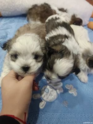 Cățeluși bichoni - imagine 5