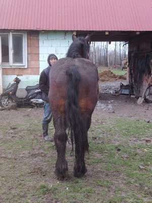 Armăsar de Vânzare  - imagine 4