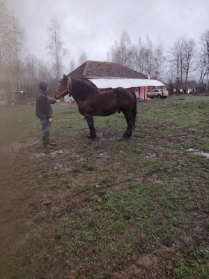 Armăsar de Vânzare  - imagine 5