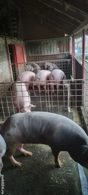 porci de vânzare  - imagine 3