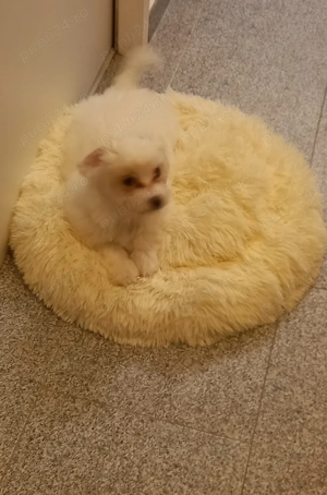  bișon maltez talie mică fetiță! - imagine 3