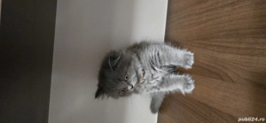 Pufosenii de craciun! - imagine 2