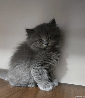 Pufosenii de craciun! - imagine 1