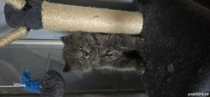 Pufosenii de craciun! - imagine 3