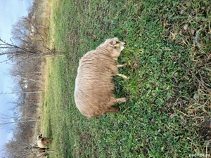 vand oi 6 bucati  - imagine 10