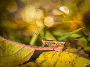 Obiectiv TTArtisan 100mm F2.8 Bubble Bokeh - imagine 5