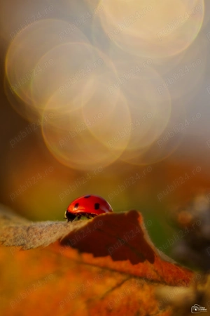 Obiectiv TTArtisan 100mm F2.8 Bubble Bokeh - imagine 4