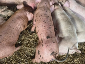 Purcei - 6 saptamani - pret negociabil! - imagine 2