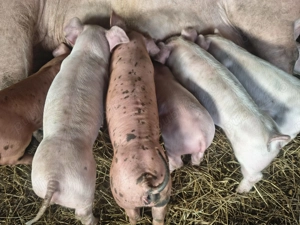 Purcei - 6 saptamani - pret negociabil!