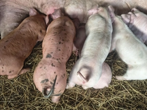 Purcei - 6 saptamani - pret negociabil! - imagine 4