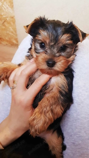 Yorkshire terrier toy de vanzare