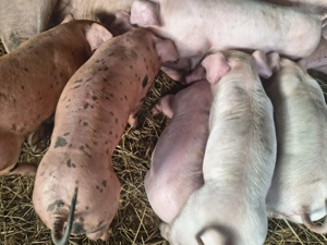 Purcei - 6 saptamani - pret negociabil! - imagine 3