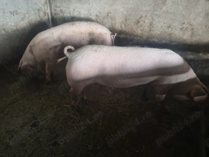 Porci de carne crescuti natural - imagine 4