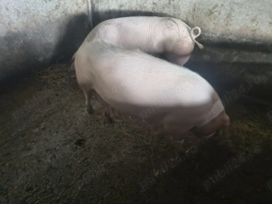 Porci de carne crescuti natural - imagine 2