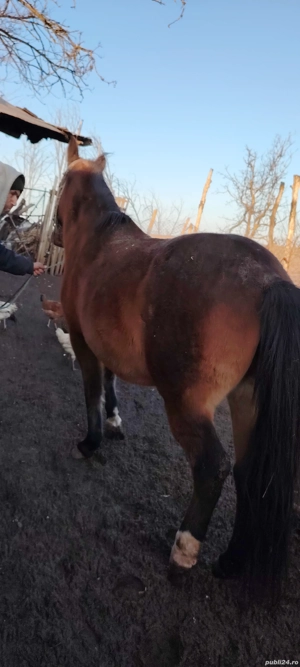 Vand iapa  - imagine 5