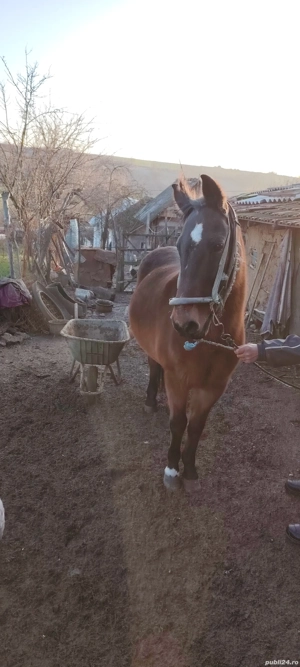 Vand iapa  - imagine 3