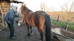 Vand iapa  - imagine 2