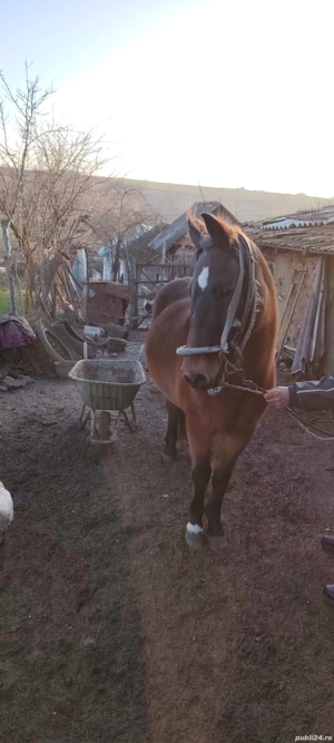 Vand iapa  - imagine 4