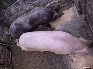 Porci de vanzare - imagine 2