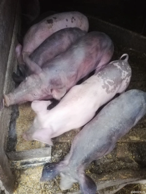 Vând soldani  - imagine 2