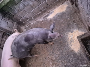 Porci de vanzare - imagine 3