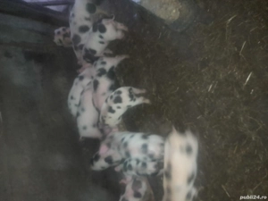 Vând purcei - imagine 2