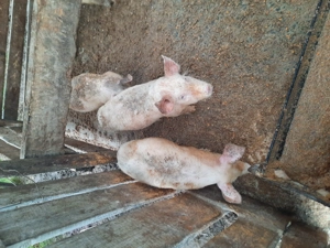 Vând purcei de 12 săptămâni  - imagine 2