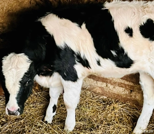 Vitica de vanzare (rasa mixta). 4 luni - imagine 2