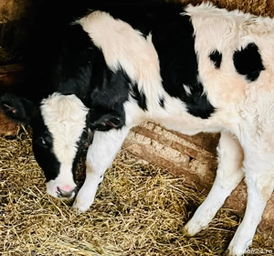 Vitica de vanzare (rasa mixta). 4 luni