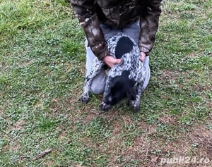 Vând brag german  - imagine 2