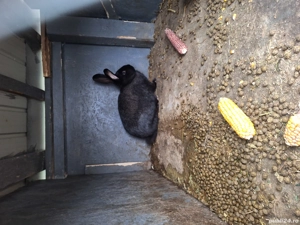 vând iepuri metis german 