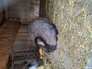 vând iepuri metis german  - imagine 2