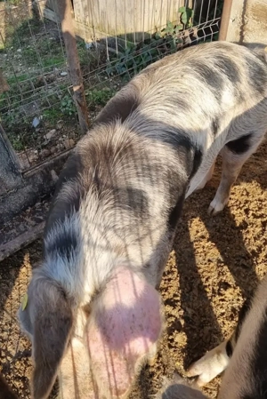 Porci de vanzare - imagine 2