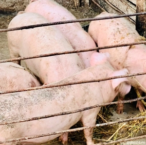Porci de carne de vanzare - imagine 3