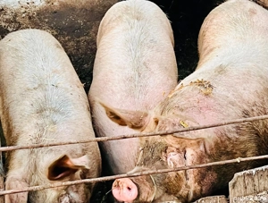 Porci de carne de vanzare