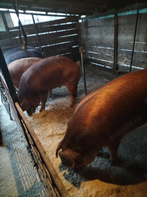 Porci rasa duroc - imagine 2