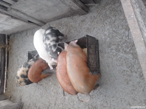 de vanzare 5 purcei de 10 saptamani 