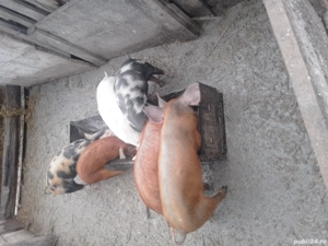 de vanzare 5 purcei de 10 saptamani  - imagine 3