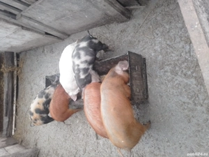 de vanzare 5 purcei de 10 saptamani  - imagine 2