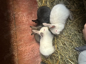 Iepurașiii - imagine 4