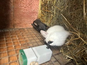 Iepurașiii - imagine 3