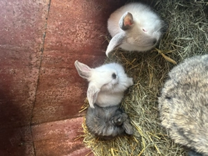 Iepurașiii - imagine 2