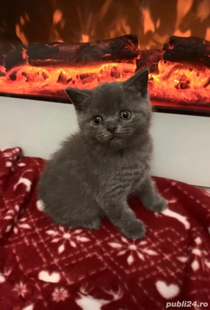 pui pisici British ShortHair  - imagine 2