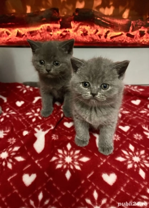 pui pisici British ShortHair  - imagine 5