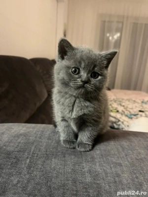 pui pisici British ShortHair  - imagine 3