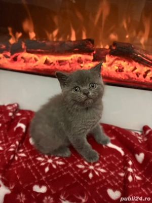 pui pisici British ShortHair 