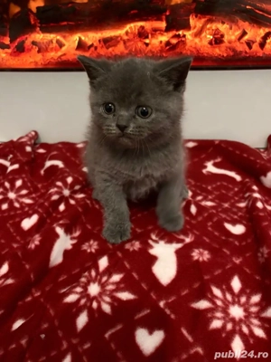 pui pisici British ShortHair  - imagine 4